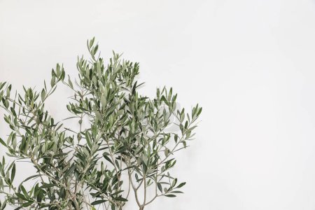 Photo for Decorative floral corner. Closeup of olive tree leaves and branches over white wall background. Minimal botany composition, summer concept. Mediterranean foliage, no people, front view. - Royalty Free Image