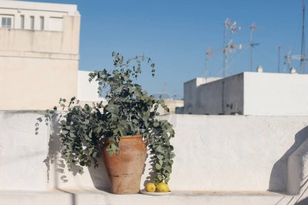 Photo for Mediterranean still life. Vintage vase with fresh eucalyptus leaves, branches bouquet. Old texrured white wall background. Blurred Spanish town houses with antenna in sunlight, blue sky, copy space. - Royalty Free Image