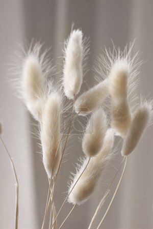 Detail of beautiful creamy dry grass bouquet. Bunny tail, Lagurus ovatus plant against soft blurred beige curtain background. Selective focus. Natural floral home decoration, vertical.