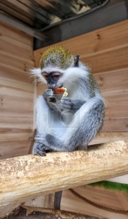 Photo for Green Monkey - Chlorocebus aethiops, beautiful popular monkey from West African bushes and forests. A green monkey eats an apple - Royalty Free Image