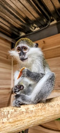 Photo for Green Monkey - Chlorocebus aethiops, beautiful popular monkey from West African bushes and forests. A green monkey eats an apple - Royalty Free Image