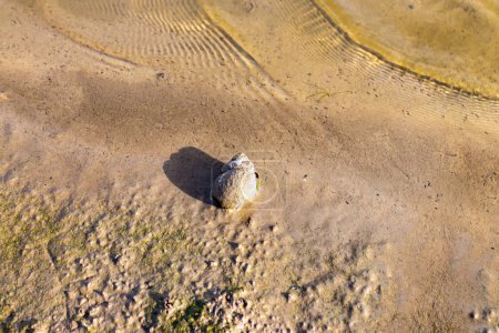 Téléchargez les photos : Vue de dessus d'une coquille d'escargot d'eau douce sur le sable d'un lac, eau claire et transparente formant de légères ondulations, éclairée par la lumière du soleil, réserve naturelle aux Pays-Bas - en image libre de droit
