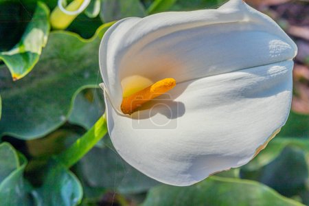 Close-up of inflorescence and spathe of the flower of Zantedeschia aethiopica against green leaves in a blurred background, also known as calla lily and arum lily, sunlight on the flower on sunny day