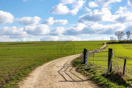 Dirt road between Dutch farm fields against blue sky with white clouds, green large esplanade of agricultural land, bare trees in background, sunny winter day in South Limburg in the Netherlands-stock-photo