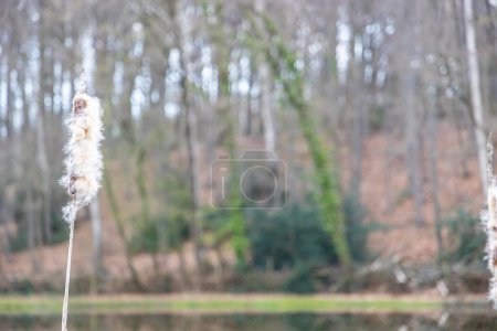 Foto de Espiga de la flor que va a la semilla de Typha latifolia o Broadleaf cattail, paisaje forestal en fondo borroso, planta herbácea perenne, día nublado en los Países Bajos. Espacio para texto - Imagen libre de derechos
