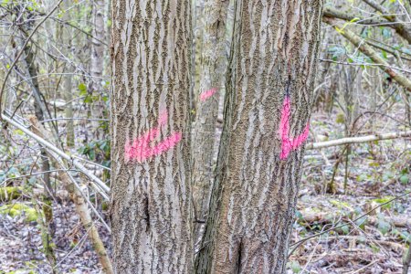 Photo for Marks with pink paint on tree trunks, wild vegetation in blurred background, sunny day in Dutch nature reserve Strijthagerbeekdal in the Netherlands. Cutting down dangerous trees as forest protection - Royalty Free Image