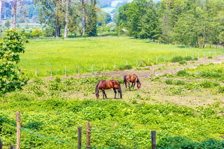 Foto de Parcela de granja con dos caballos marrones pastando sobre hierba verde entre vallas, campo holandés con árboles frondosos sobre fondo brumoso, soleado día de primavera en el parque natural Ingendael, Limburgo Meridional, Países Bajos - Imagen libre de derechos