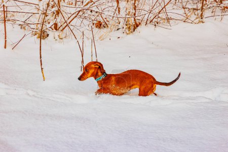 Photo for Profile view of a brown dachshund walking and jumping on abundant snow on ground after a heavy snowfall, bare wild plants in background - Royalty Free Image