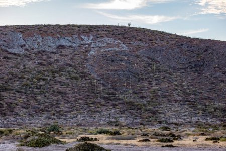 Colline montagneuse rocheuse avec cactus, steppes, garrigue, plantes sauvages et genévriers, paysage désertique mexicain aride au coucher du soleil, après-midi en Basse Californie sur, Mexique