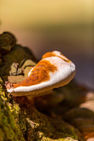 Closeup of a hoof or tinder fungus on tree trunk with moss, blurred background, also known as Fomes Fomentarius, brown and white colors, forest in South Limburg, Netherlands