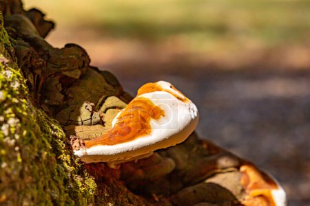 Nahaufnahme eines moosigen Baumstammes mit Huf- oder Zunder-Pilz, verschwommener Hintergrund, auch bekannt als Fomes Fomentarius, braune und weiße Farben, Wald in Südlimburg, Niederlande