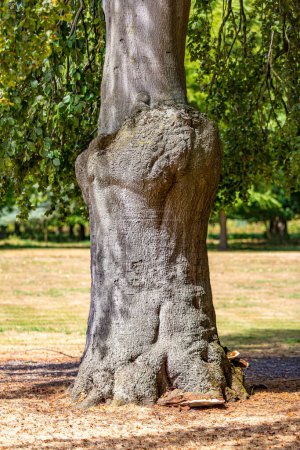 Trunk of a tree with a Burl, green foliage with blurred background, hoof or tinder fungus at bottom, dry plain with sparse grass in a public park, sunny day in the Netherlands