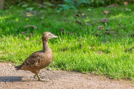 Female Mallard Duck calmly walking along dirt path, green grass in blurred background, brown plumage, sunny day in South Limburg in Netherlands