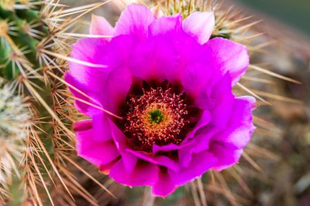 Rosa Blume auf Spitze Igel Kaktus Nahaufnahme. Nahaufnahme einer blühenden Kakteenblüte im südwestlichen Wüstenfrühling. Leuchtend rosa Blume, umgeben von Dornen. Echinocereus reichenbachii