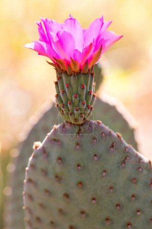 Closeup of Pink Beavertail Prickly Pear Cactus Flower in Bloom. Close-up macro with beautiful bokeh, out of focus, blurry background. Opuntia basilaris flower