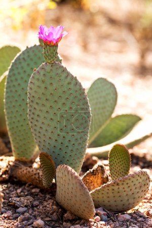 Beavertail Prickly Pear Cactus with Pink Flower in Bloom. Pink flower on beavertail prickly pear cactus in desert southwest of Arizona. Opuntia basilaris