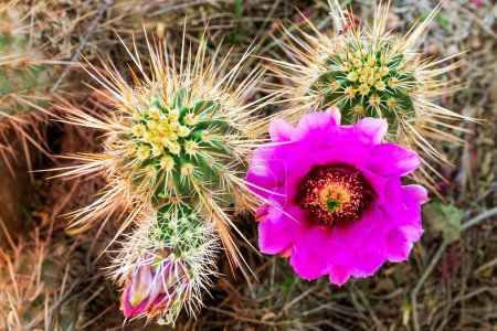 Lace Hedgehog Cactus with Pink Flowers in Bloom in Spring. Sharp spines surround blooms. Echinocereus reichenbachii