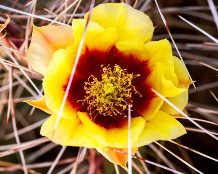 Gelbe und rote Kakteenblüte mit scharfen Stacheln in Nahaufnahme. Einzelne lila Kaktusfeigen blühen, umgeben von Dornen mit roten Spitzen. Opuntia macrocentra Blüte Nahaufnahme, Makro