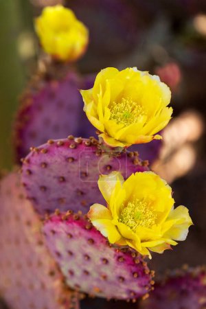 Gelbe Kaktusblüten auf violetten Kaktusfeigen. Kakteen blühen im Frühling in Phoenix, Arizona. Opuntia gosseliniana blüht