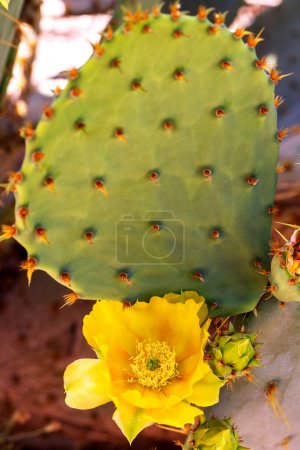 Foto de Cactus de pera espinosa oriental con flor amarilla floreciendo. Flor amarilla y cerdas de púas y espinas en paleta plana en cactus de higo indio en primavera del desierto. Opuntia humifusa con flor - Imagen libre de derechos