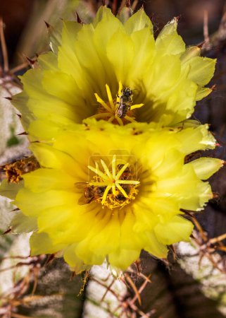Bienen auf Monk 's Hood Kaktusblüten in Großaufnahme. Mehrere Bienen bestäuben blühende gelbe Bischofskaktusblüten. Astrophytum ornatum Blumen und Bienen