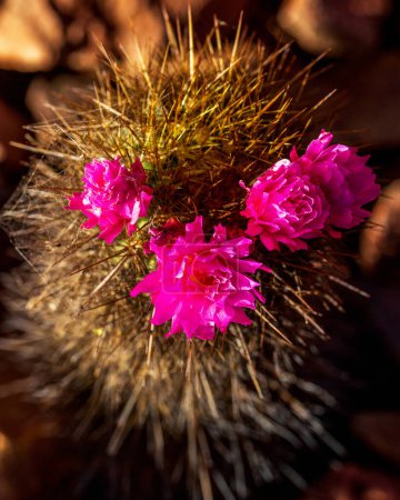 Stachelige Nadelkissen-Kaktus mit Fuschia-Blumen bei Sonnenuntergang. Mammillaria-Kaktus mit dunkelrosa Blüten in kranzförmiger Anordnung. Nadelkissen-Kaktus zur goldenen Stunde