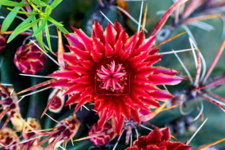 Photo for Red Barrel Cactus Flower Close Up. Close-up, macro of beautiful fire barrel cactus blossom with striking red color. Ferocactus gracilis in bloom - Royalty Free Image