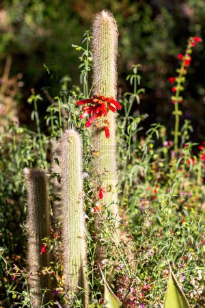 Silver Torch Cactus with Red Tubular Flowers. Wolly torch cactus blooming surrounded by dense vegetation. Cleistocactus strausii in bloom 