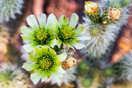 Teddybär Cholla Cactus Flowers in Bloom Nahaufnahme. Kakteenblüten blühen an Stängeln, die vollständig mit Dornen bedeckt sind. Zylindropuntia bigelovii blüht
