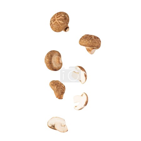 Téléchargez les photos : Chute champignon shiitake isolé sur fond blanc avec chemin de coupe. - en image libre de droit