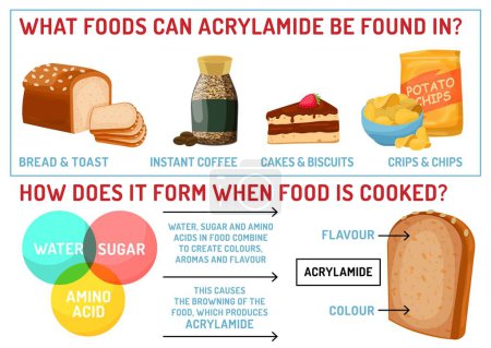 Illustration for What foods can acrylamide be found in. How does it form when food is cooked. Vector infographic. Editable illustration in cartoon style isolated on a white background. Landscape healthcare poster - Royalty Free Image