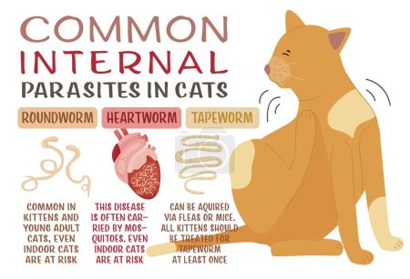 Illustration for Common internal parasites in cats. Heartworms, roundworms, hookworms, tapeworms. Medical veterinarian infographics. Useful information in cartoon style. Vector illustration. Horizontal poster - Royalty Free Image