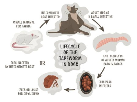 Ilustración de Lifecycle of the tapeworms in dogs. Intestinal parasites. Medical veterinarian infographics. Useful information in cartoon style. Vector illustration. Horizontal poster - Imagen libre de derechos