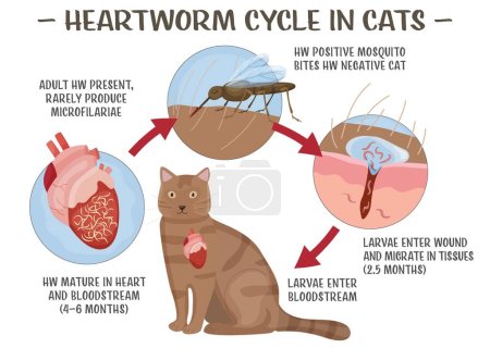 Heartworm disease in cats. Serious and potentially fatal illness. Veterinarian infographics. Useful information in cartoon style. Editable vector illustration. Horizontal poster