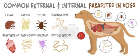 Illustration for Common external and internal parasites in dogs. Fleas, mites, ticks. Veterinarian infographics. Useful information in cartoon style. Vector illustration. Horizontal poster - Royalty Free Image