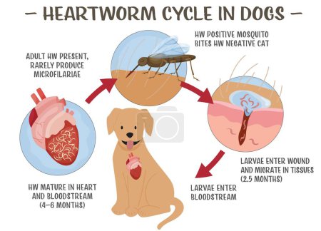 Herzwurmerkrankungen bei Hunden. Schwere und potenziell tödliche Krankheit. Tierärztliche Infografiken. Nützliche Informationen im Cartoon-Stil. Editierbare Vektorabbildung. Medizinisches Poster