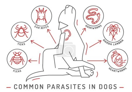 Illustration for Common external and internal parasites in dogs. Fleas, mites, ticks. Veterinarian infographics. Useful information in outline style. Vector illustration. Horizontal poster - Royalty Free Image