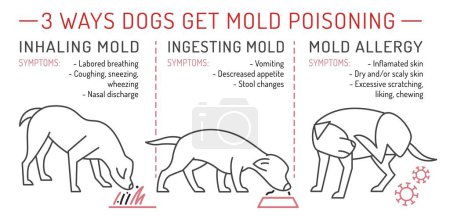 Illustration for Three ways dogs get mold poisoning. Common ear problems in dogs. Medical veterinarian horizontal poster. Vector illustration isolated on a white background - Royalty Free Image
