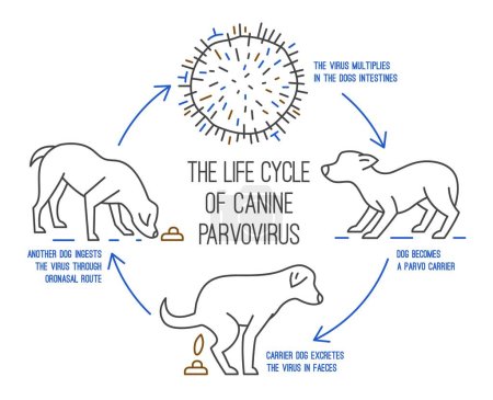 Illustration for The life cycle of parvovirus in dogs. Canine gastrointestinal disease. Medical infographic in simple linear style. Horizontal poster. Editable vector illustration isolated on white background. - Royalty Free Image