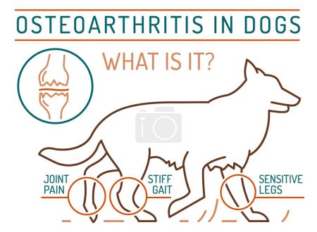 Illustration for Arthritis, osteoarthritis in dogs. Common disease. Veterinarian infographics. Medical concept. Animal health. Editable isolated vector illustration in outline style on a white background - Royalty Free Image
