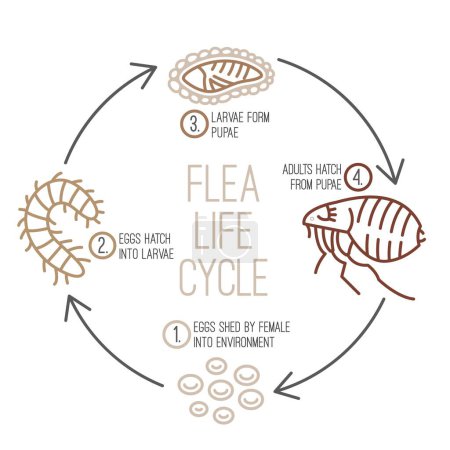 La imagen ilustra el ciclo de vida de una pulga. Diferentes etapas, tamaños y apariencias de pulgas. Infografías biológicas en estilo lineal. Ilustración vectorial editable aislada sobre fondo blanco