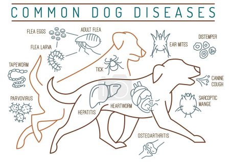 Illustration for Common canine diseases. Informative infographics. Medical poster, banner for veterinarian clinics and hospitals. Editable vector illustration in simple linear style isolated on a white background - Royalty Free Image