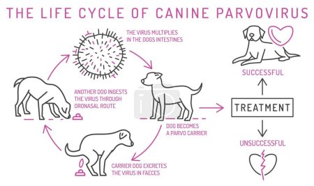 Illustration for The life cycle of parvovirus in dogs. Canine gastrointestinal disease. Medical infographic in simple linear style. Horizontal poster. Editable vector illustration isolated on white background. - Royalty Free Image