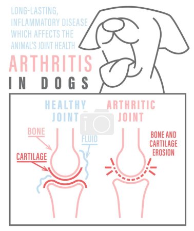 Ilustración de Artritis, osteoartritis en perros. Enfermedad común. Infografías veterinarias. Concepto médico. Sanidad animal. Ilustración vectorial editable aislada en estilo de contorno sobre fondo blanco - Imagen libre de derechos