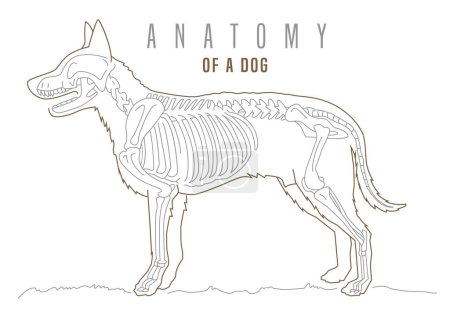 Illustration for Detailed illustration of a dog s skeleton. Skeletal structure with precision. Skull, spine, ribcage, limbs, tail. Canine anatomy. Horizontal poster in thin outline style. Editable vector illustration - Royalty Free Image