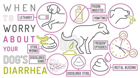 Illustration for When to worry about the diarrhea in dogs. Useful infographic with line icons. Common canine disease. Veterinarian concept. Editable isolated vector illustration in outline style on a white background - Royalty Free Image