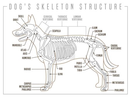 Téléchargez les illustrations : Illustration détaillée d'un squelette de chien. Structure squelettique avec précision. Crâne, colonne vertébrale, cage thoracique, membres, queue. Anatomie canine. Affiche horizontale en forme de contour mince. Illustration vectorielle modifiable - en licence libre de droit