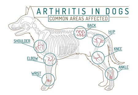 Ilustración de Artritis, osteoartritis en perros. Enfermedad común. Infografías veterinarias. Concepto médico. Sanidad animal. Ilustración vectorial editable aislada en estilo de contorno sobre fondo blanco - Imagen libre de derechos