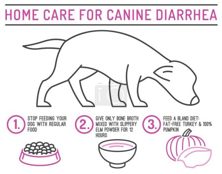 Illustration for Home care for diarrhea in dogs. Useful infographic with line icons. Common canine disease. Veterinarian concept. Editable isolated vector illustration in outline style on a white background - Royalty Free Image