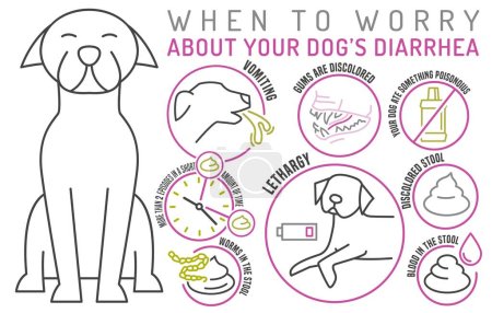 Illustration for When to worry about the diarrhea in dogs. Useful infographic with line icons. Common canine disease. Veterinarian concept. Editable isolated vector illustration in outline style on a white background - Royalty Free Image